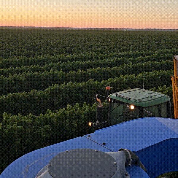 Merlot Wine Grape Harvest at Sunrise in the Riverina, NSW