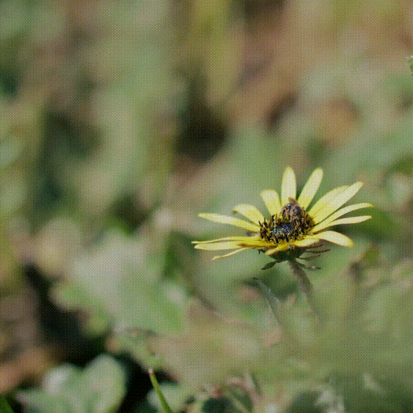 Native Sweat Bee Foraging  on Daisy at Tungkillo, South Australia