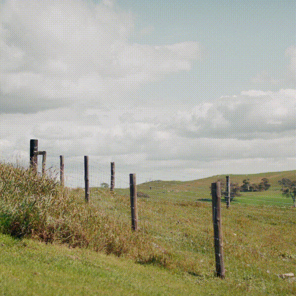 Possible Nankeen Kestrel over Sheep Paddock at Tungkillo, South Australia