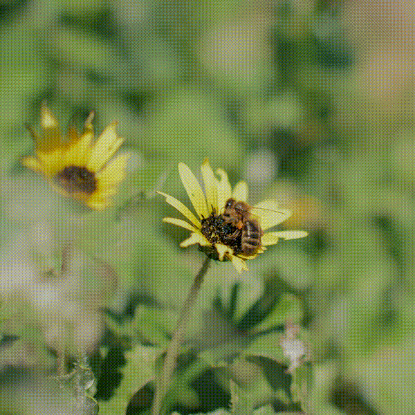 European Honey Bee Collecting Pollen from Capeweed in South Australia