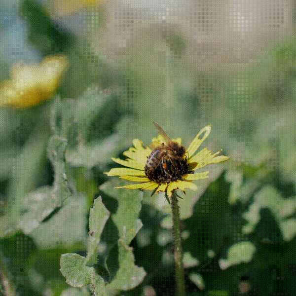 European Honey Bee Foraging on Capeweed in South Australia
