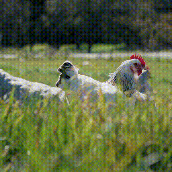 Free-Range Sussex Chickens Preening at Tungkillo, South Australia