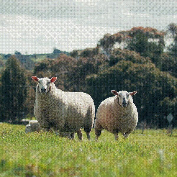 Crossbred Sheep Grazing at Tungkillo, South Australia