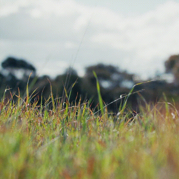 Windblown Pasture and Birdlife at Tungkillo, South Australia