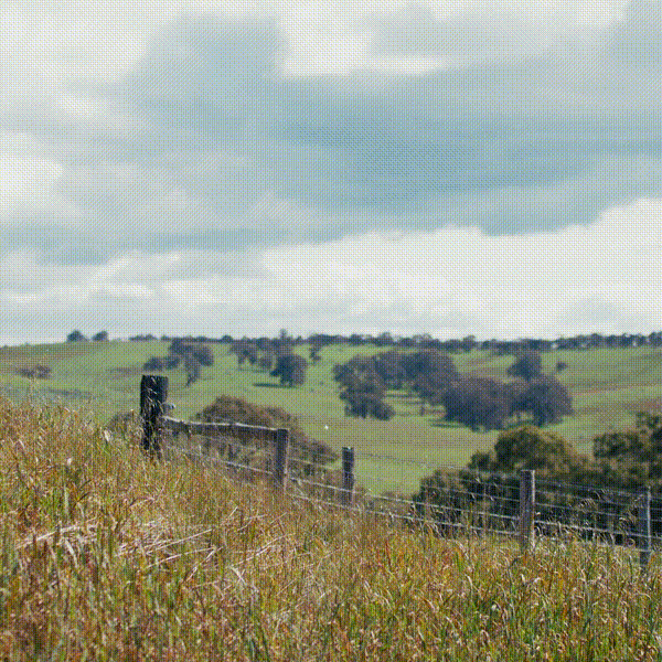 Cabbage White Butterfly over Pasture at Tungkillo, South Australia