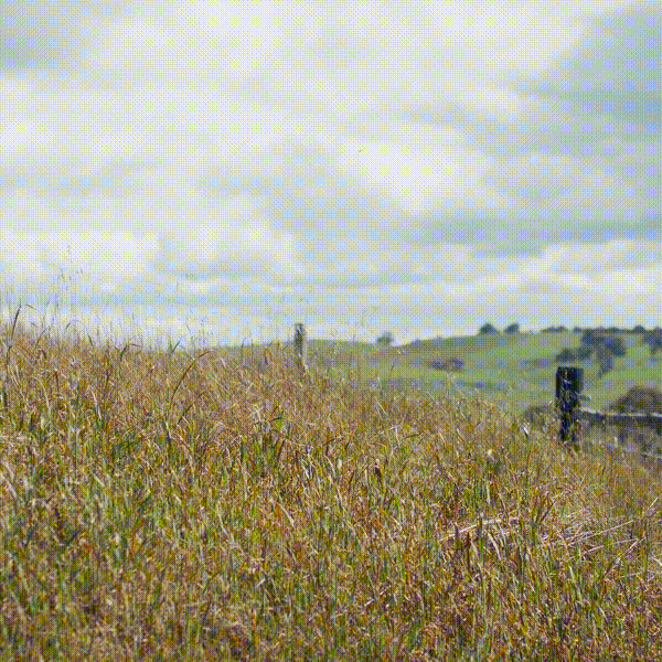 Dragonfly Hunting over Grassland at Tungkillo, South Australia